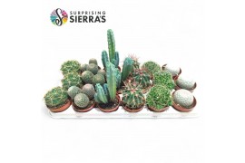 Cactus mix Sierras® - Santiago Cactus Mix (Deluxe)