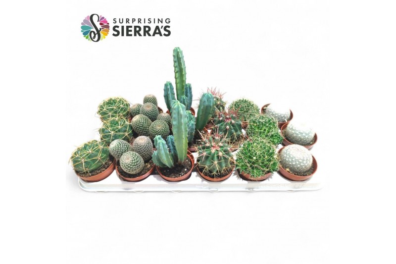 Cactus mix Sierras® - Santiago Cactus Mix (Deluxe) Cactus mix Sierras® - Santiago Cactus Mix (Deluxe)