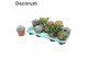 Succulenten Succulenten Mix (9spc.) (decorum) 