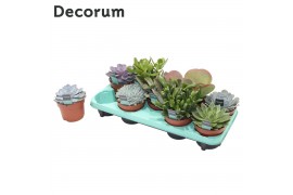 Succulenten Succulenten Mix (9spc.) (decorum)