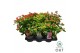 Hypericum Mixtray 