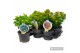 Hypericum Mixtray 