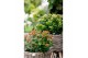 Hypericum Mixtray 