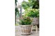 Hypericum Mixtray 