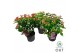 Hypericum Mixtray 