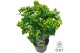 Hypericum Miracle Pistache 
