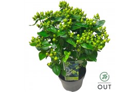 Hypericum Miracle Pistache