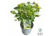 Hypericum Miracle Pistache 