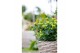 Hypericum Miracle Pistache 