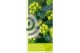 Hypericum Miracle Pistache 