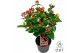 Hypericum miracle attraction 