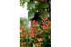 Hypericum miracle attraction 
