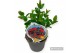 Hypericum miracle attraction 