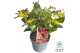 Hypericum miracle attraction 