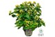 Hypericum miracle blizz 