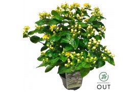 Hypericum miracle blizz