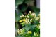 Hypericum miracle blizz 