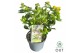 Hypericum miracle blizz 
