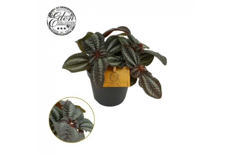 Pilea norfolk 