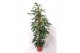 Philodendron Philodendron Dragon Tail,10 pp 