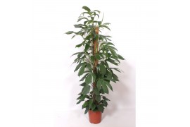 Philodendron Philodendron Dragon Tail,10 pp