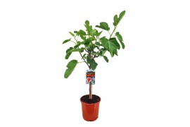 Ficus carica