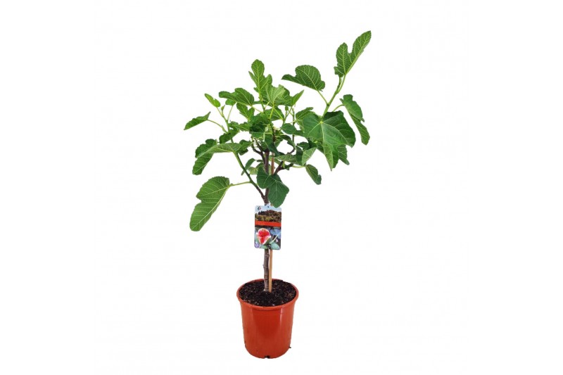 Ficus carica 