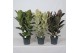 Ficus elastica Ficus mix 3 pp 