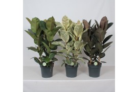 Ficus elastica Ficus mix 3 pp