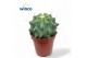 Ferocactus glaucescens Inermis 