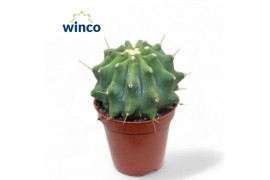 Ferocactus glaucescens Inermis