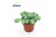 Sedum burrito 