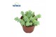 Sedum burrito 