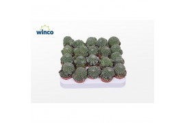 Rebutia muscula Sulcorebutia Heliosoides