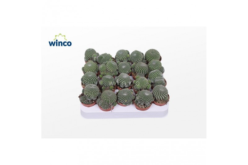 Rebutia muscula Sulcorebutia Heliosoides Rebutia muscula Sulcorebutia Heliosoides