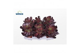 Aeonium Aeonium Ab. Velours