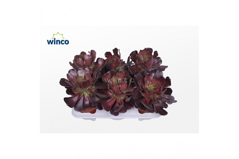 Aeonium Aeonium Ab. Velours 