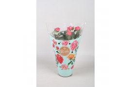 Rosa favourite roze roze + seizoenshoes