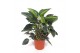 Philodendron Philodendron Congo Green 2 pp 