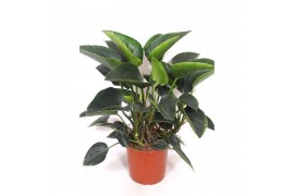 Philodendron Philodendron Congo Green 2 pp