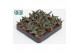 Aloe Aloë Varigata 
