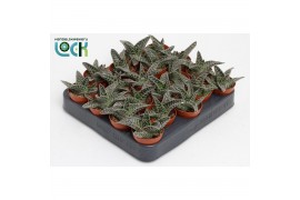 Aloe Aloë Varigata