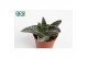 Aloe Aloë Varigata 