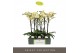 Phalaenopsis geel Optistar Shakira 2 spike 15 bl. 2 tak/plnt 