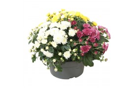 Chrysanthemum ind. mix Chrysant Biedermeier Carnaval 3 pp