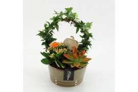 Arrangementen kamerplanten HECR-2502 Autumn Essentials 3 pp