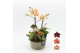 Phalaenopsis HECR-2504 Autumn Essentials 3 pp 