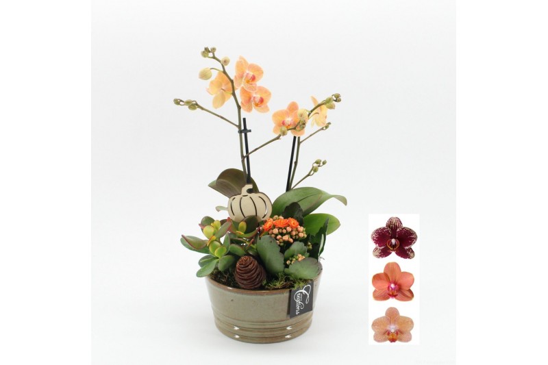 Phalaenopsis HECR-2504 Autumn Essentials 3 pp Phalaenopsis HECR-2504 Autumn Essentials 3 pp