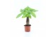 Pachira aquatica rechte stam 1 pp 