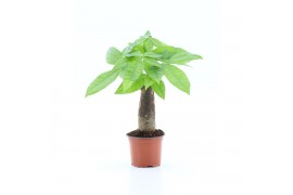 Pachira aquatica rechte stam 1 pp